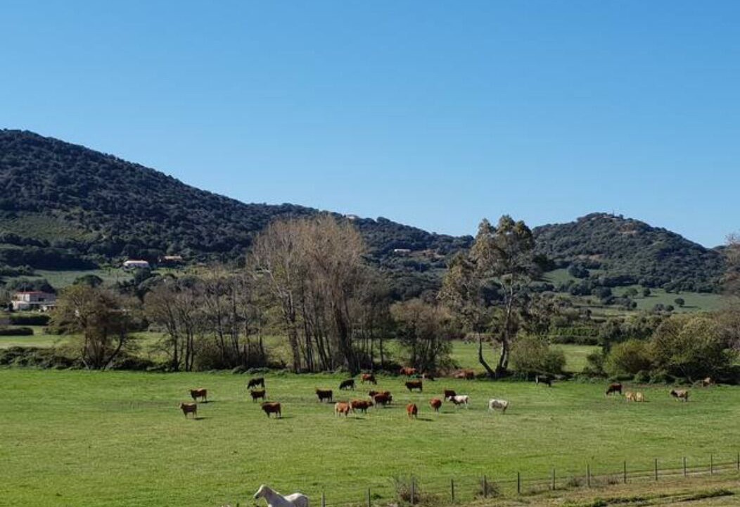 Photo of Others in Cargese