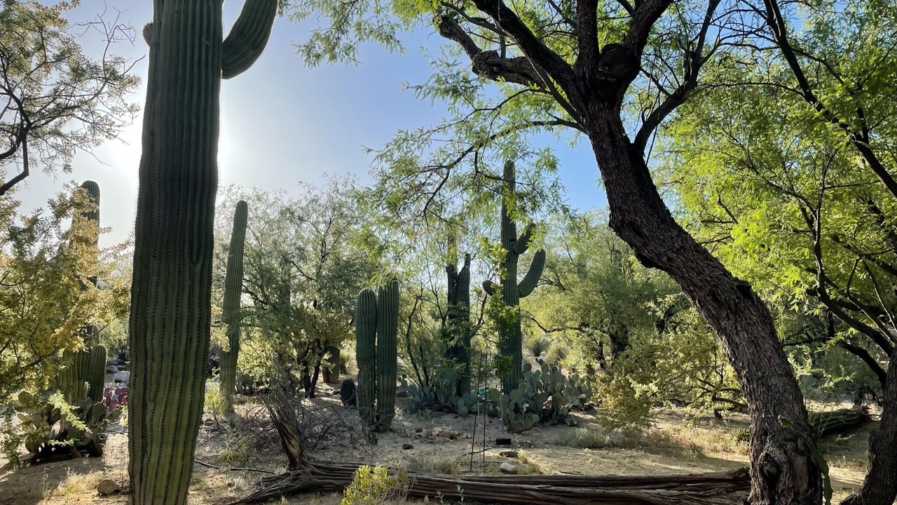 Photo of Others in Tanque Verde