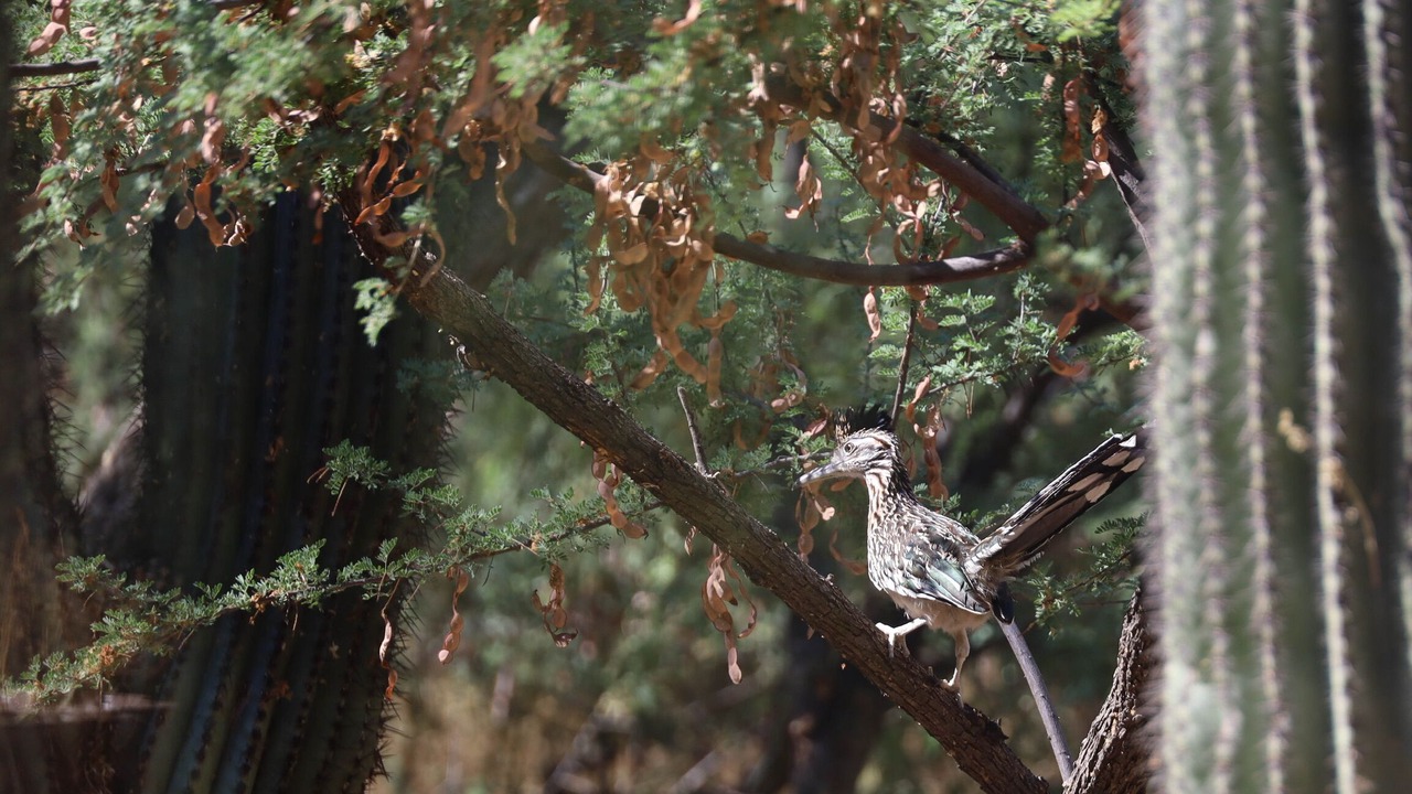 Photo of Others in Tanque Verde