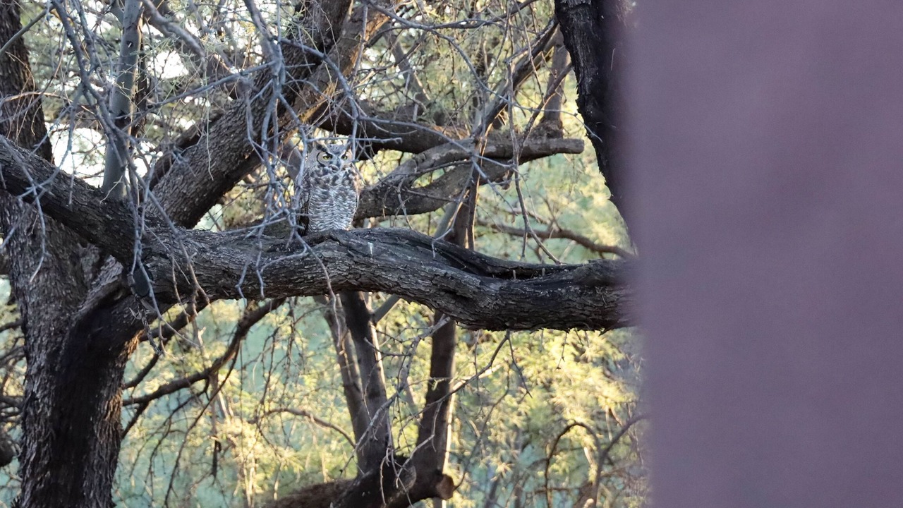 Photo of Others in Tanque Verde