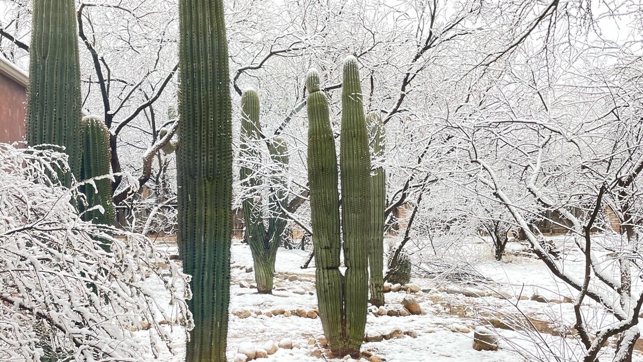 Photo of Others in Tanque Verde