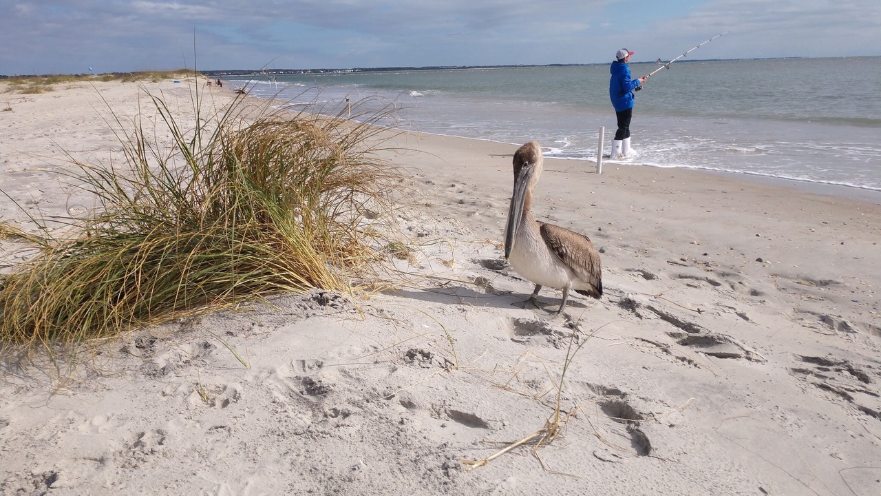 Photo of Others in Atlantic Beach