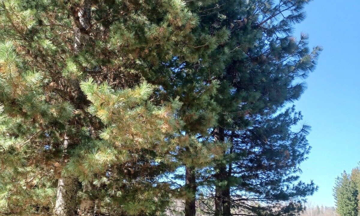 Photo of Outdoor in Sandpoint