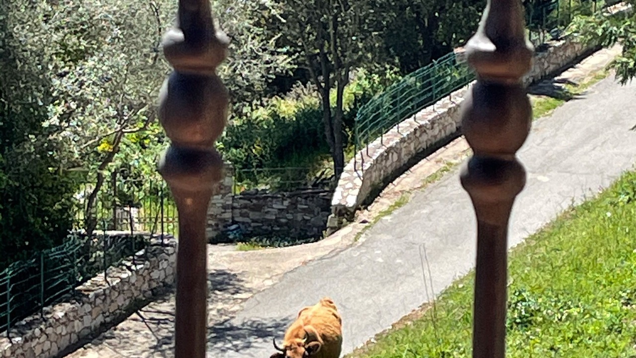 Photo of Outdoor in Moltifao