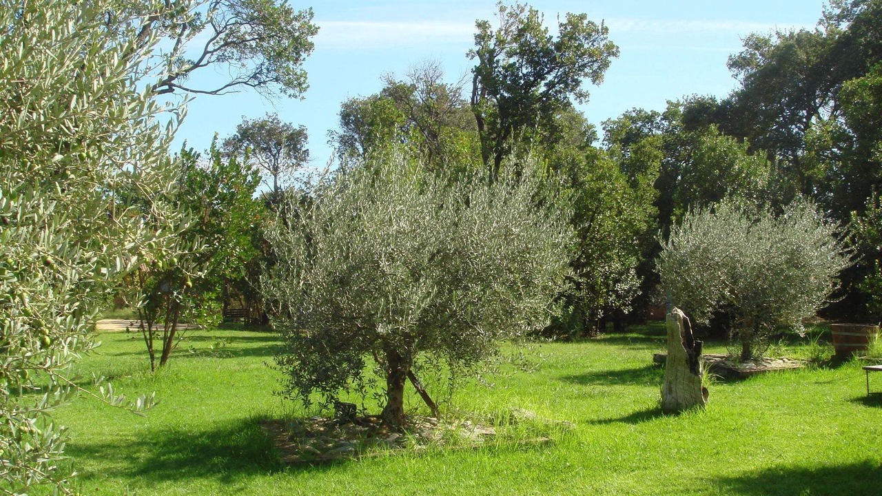Photo of Outdoor in Poggio-Mezzana