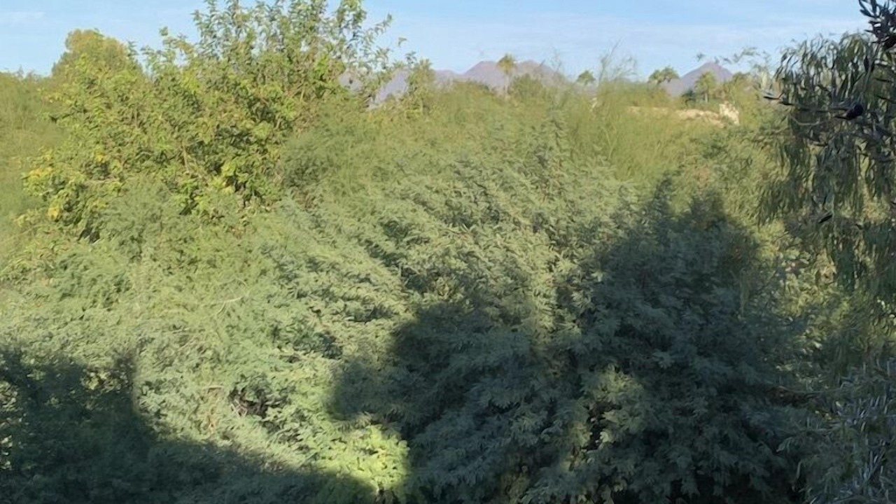 Photo of Others in Paradise Valley Village