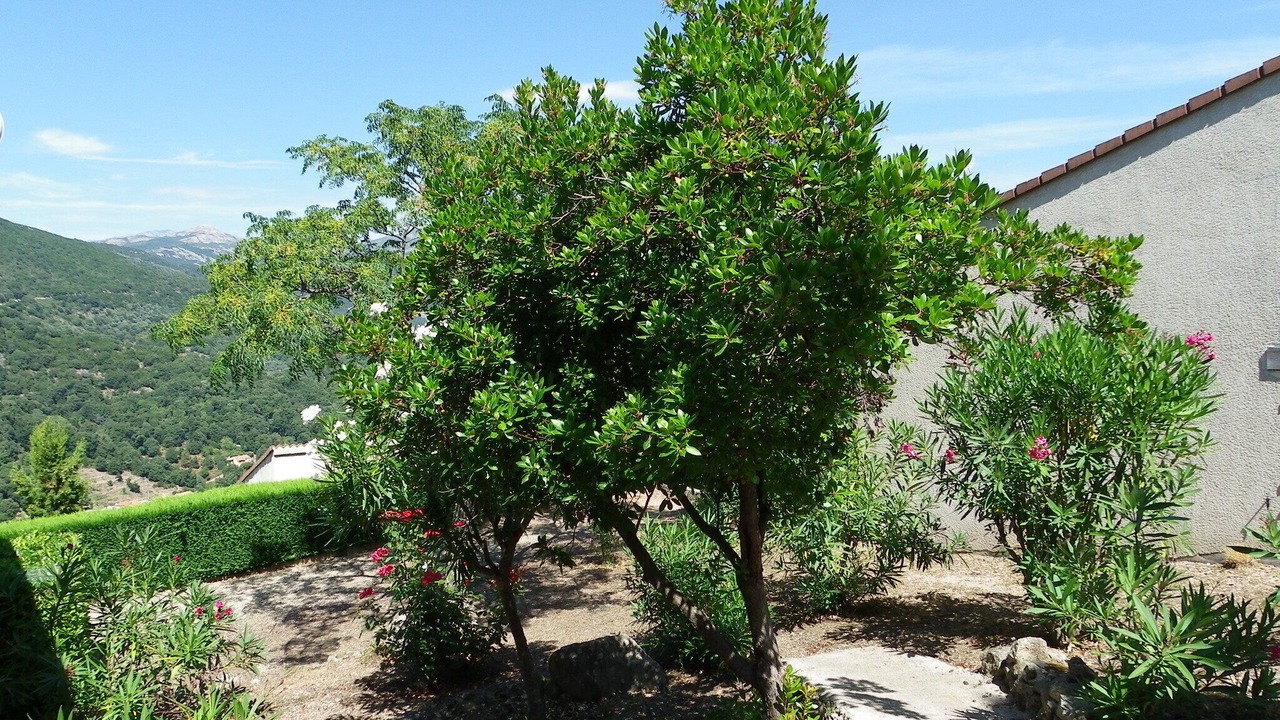 Photo of Outdoor in Vico