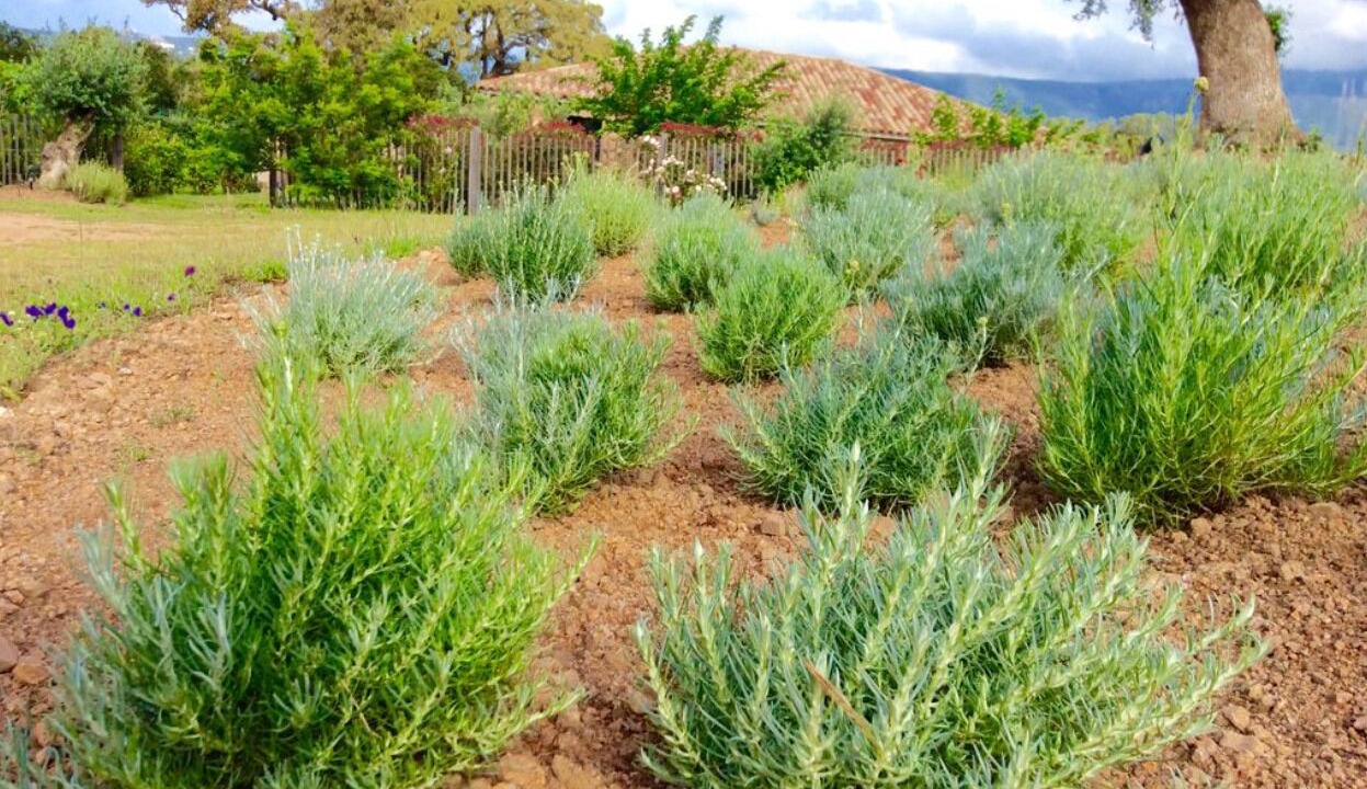 Photo of Outdoor in Figari