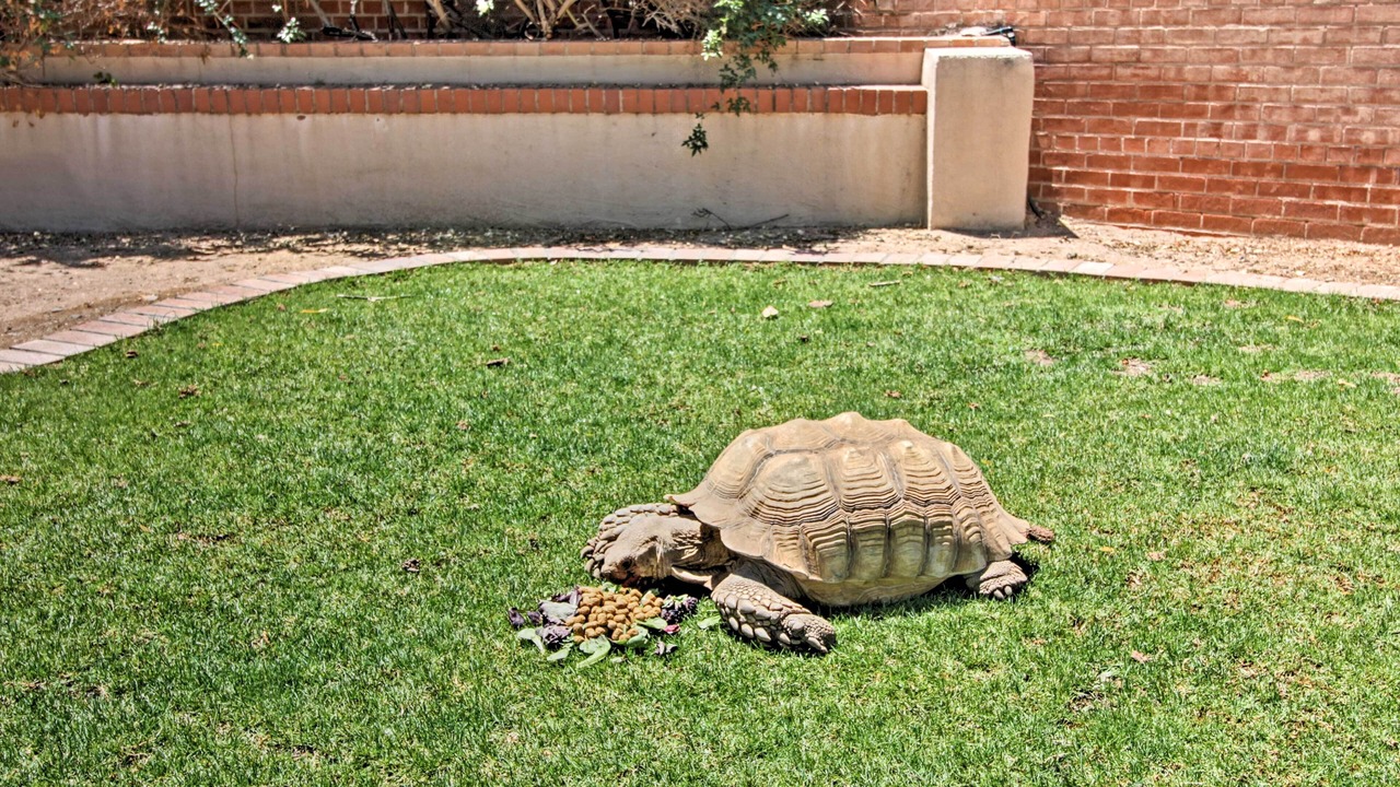 Photo of Others in Tucson