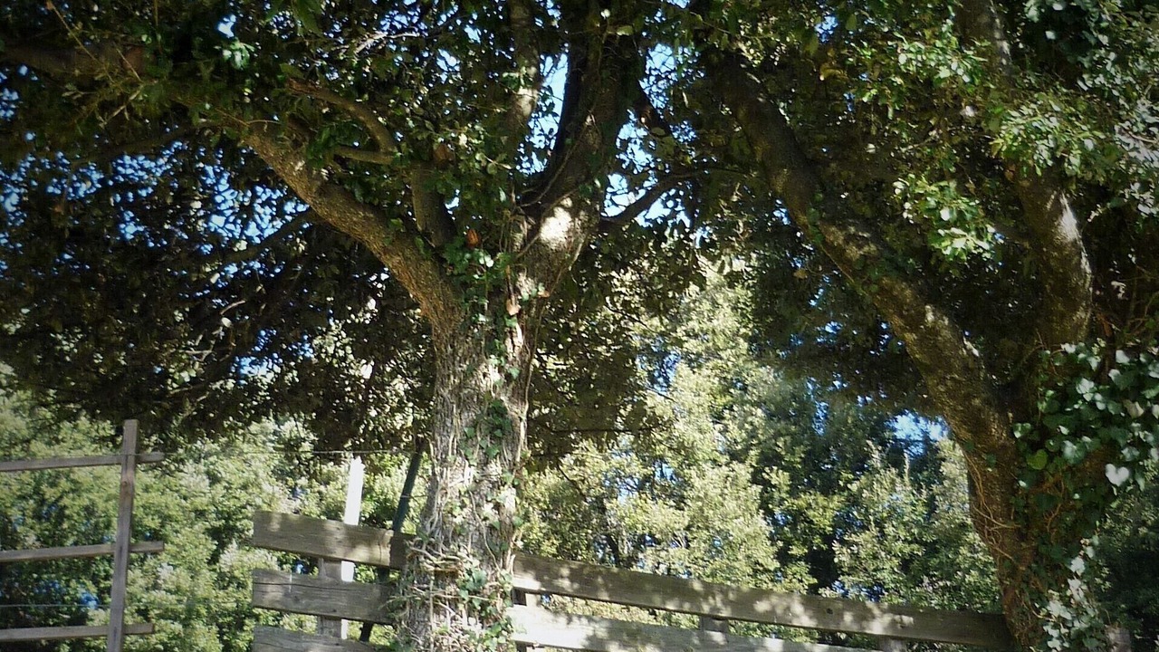 Photo of Outdoor in San-Lorenzo