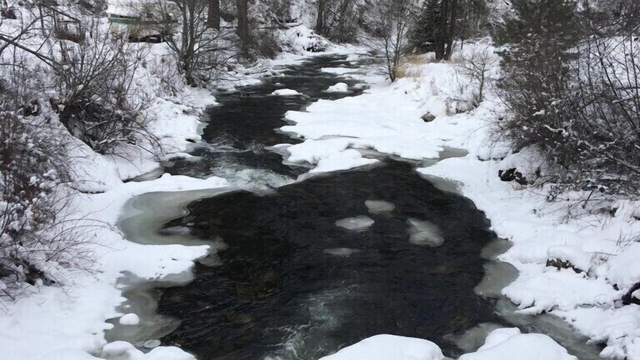 Photo of Outdoor in White Bird