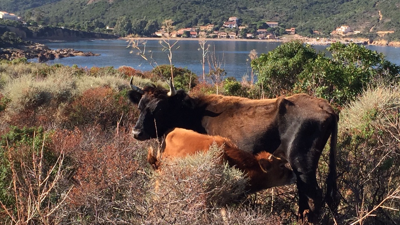 Photo of Others in Manso