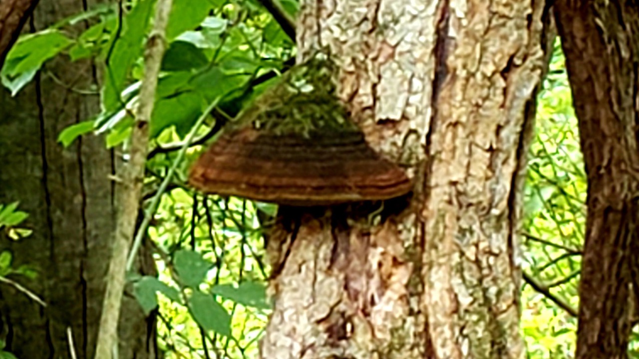 Photo of Outdoor in Langsville