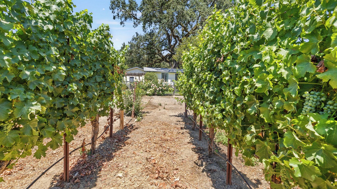 Photo of Outdoor in Healdsburg