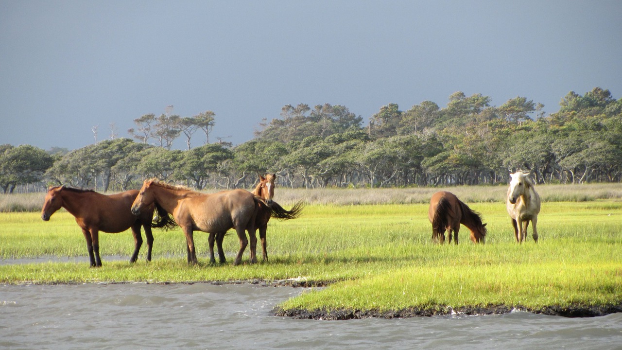 Photo of Others in Morehead City