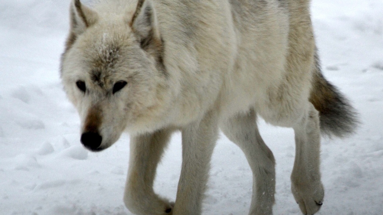 Photo of Others in West Yellowstone