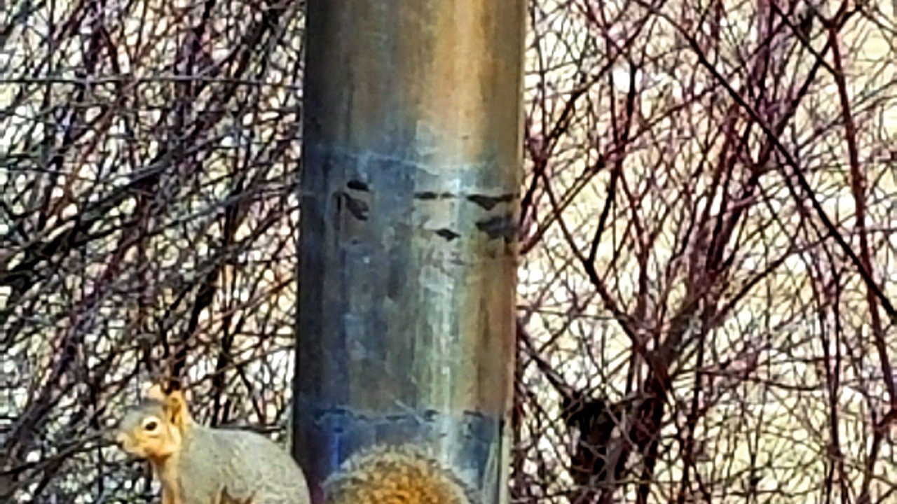 Photo of Others in Troy