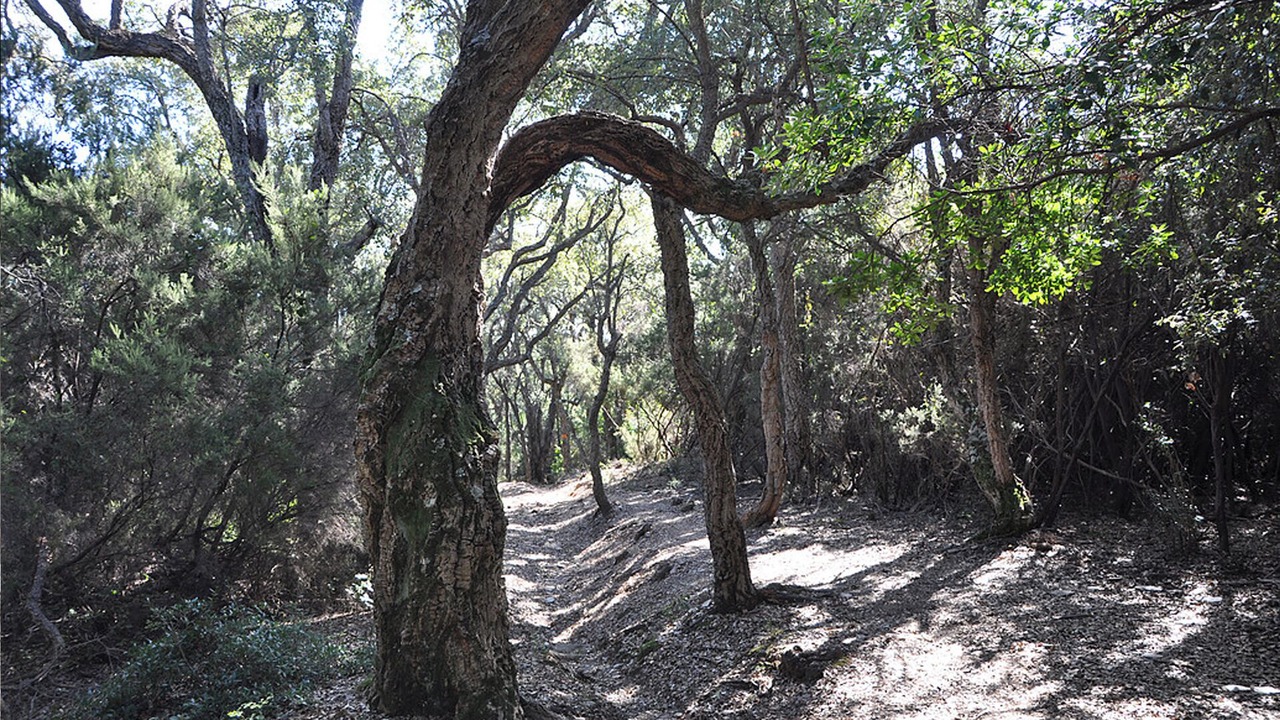 Photo of Outdoor in Santa-Lucia-di-Moriani
