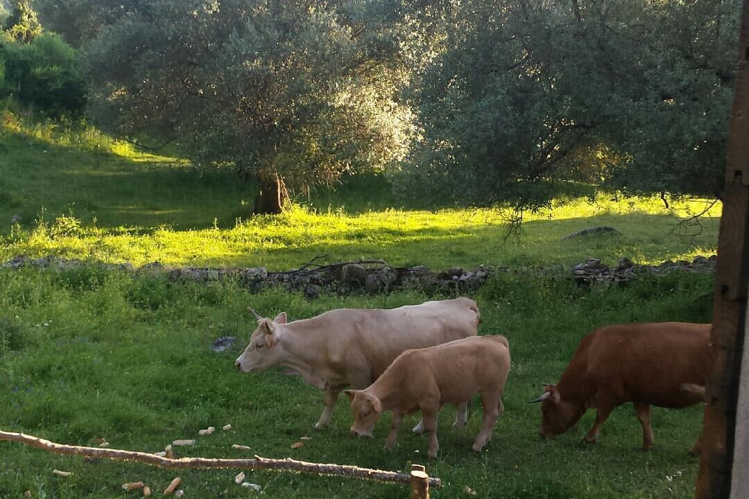 Photo of Outdoor in Sartene