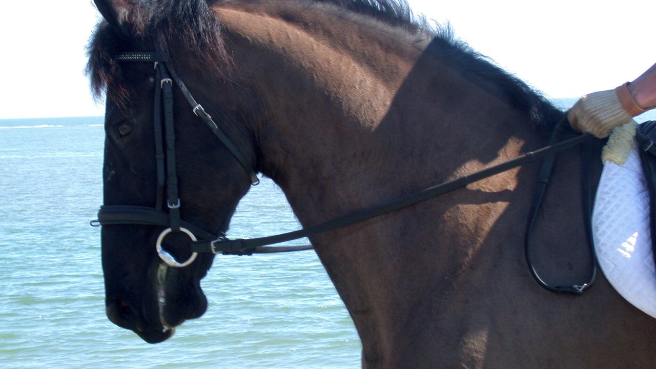 Photo of Others in Seabrook Island