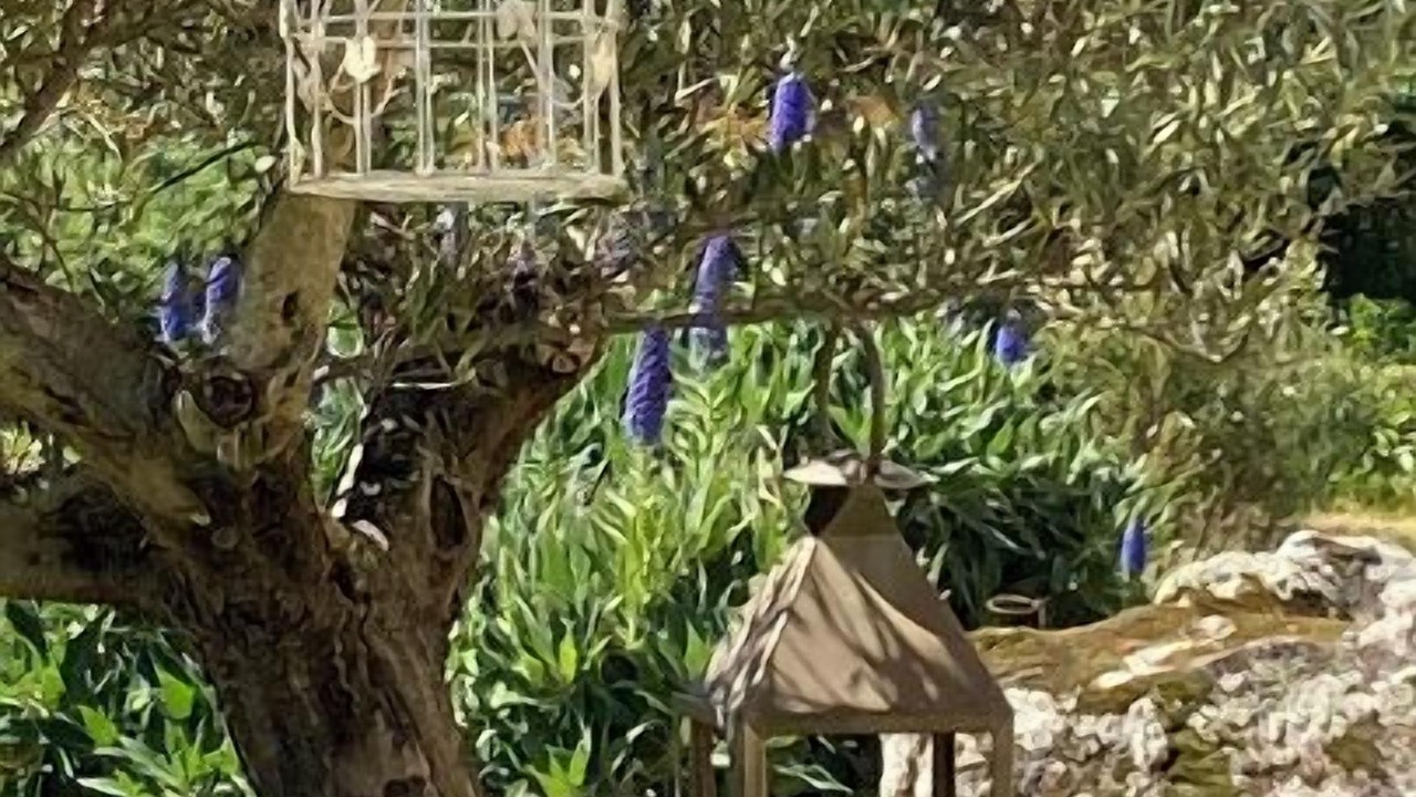 Photo of Outdoor in Porto-Vecchio