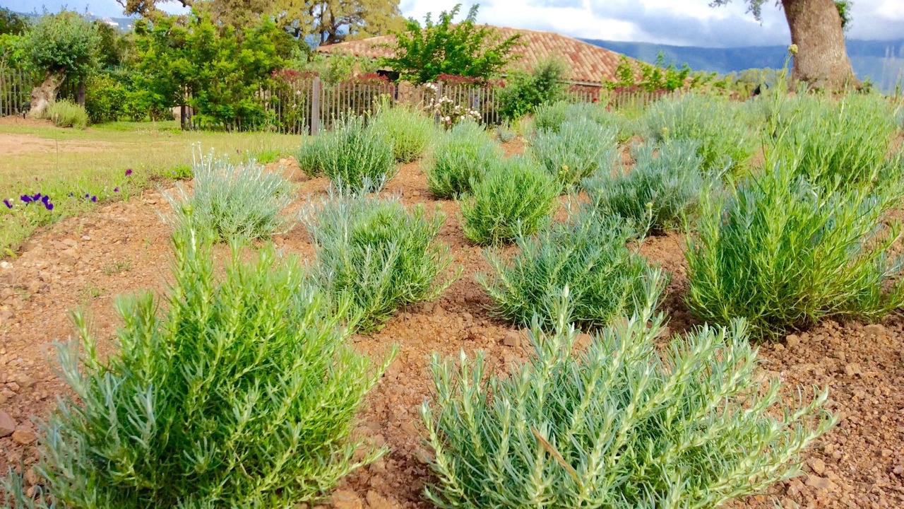 Photo of Outdoor in Figari
