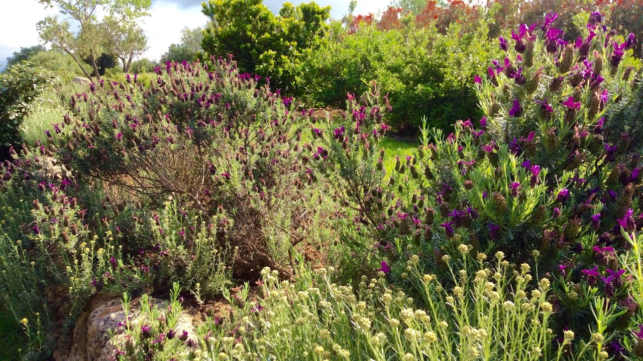 Photo of Outdoor in Figari