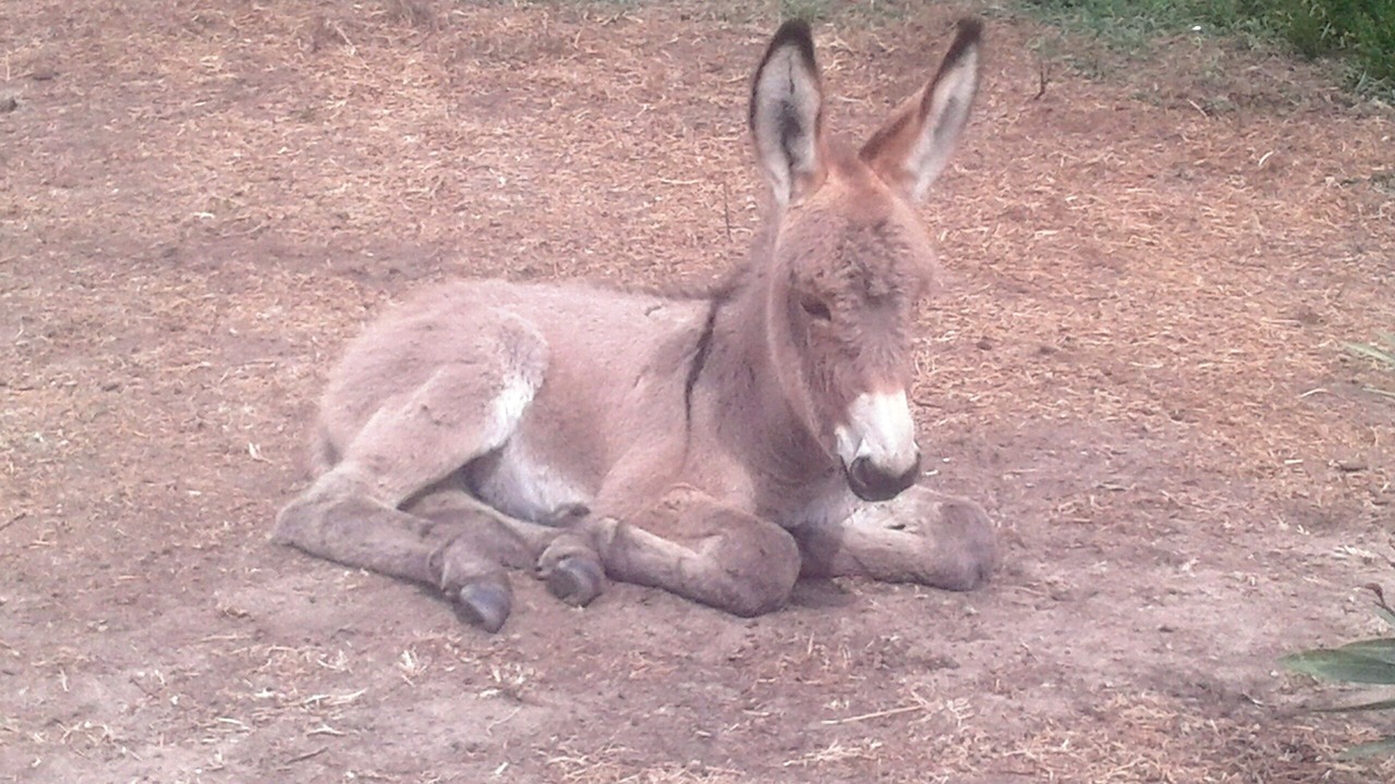Photo of Others in Sorbo-Ocagnano