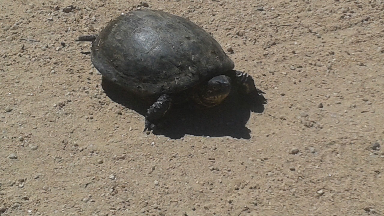 Photo of Others in Sorbo-Ocagnano