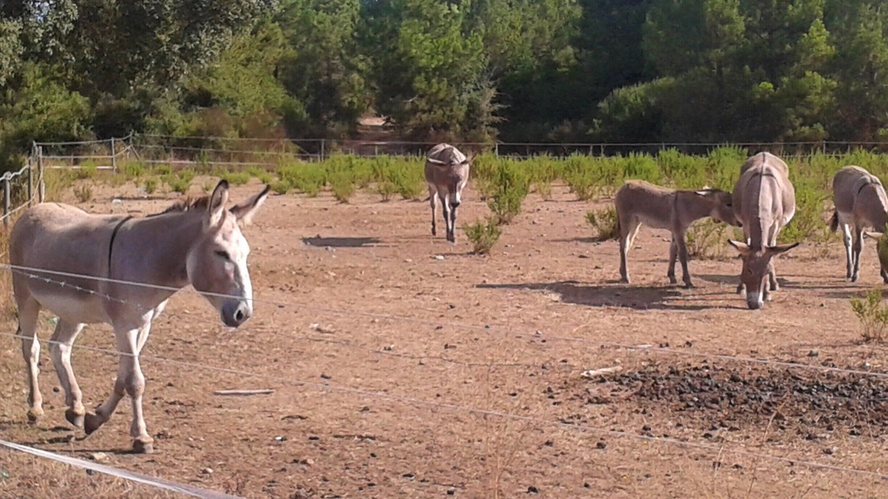 Photo of Others in Sorbo-Ocagnano
