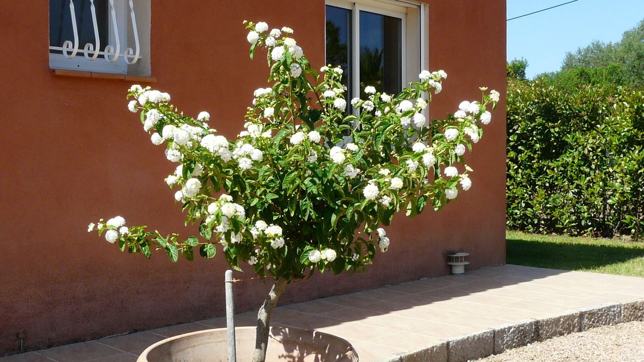 Photo of Outdoor in Pietrosella
