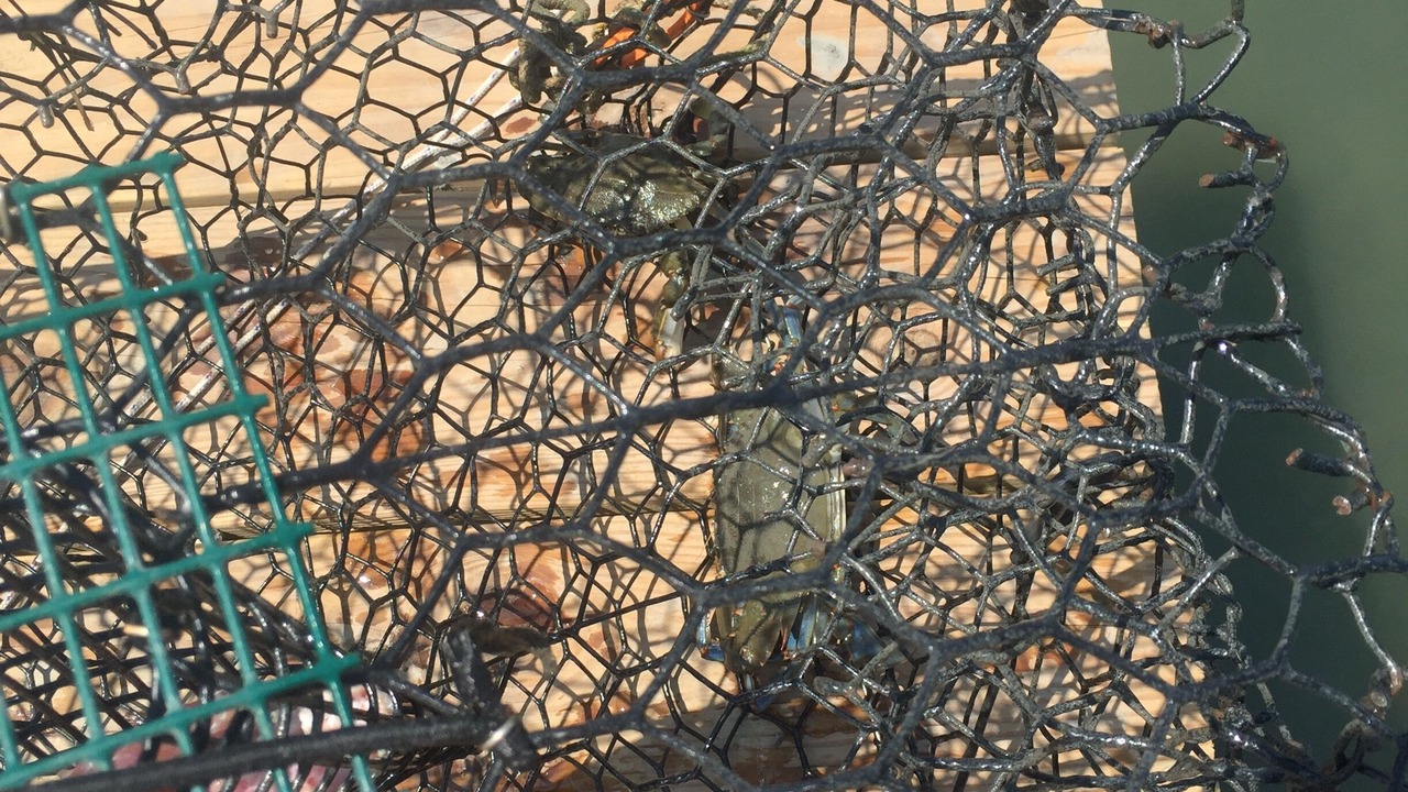Photo of Outdoor in Chincoteague