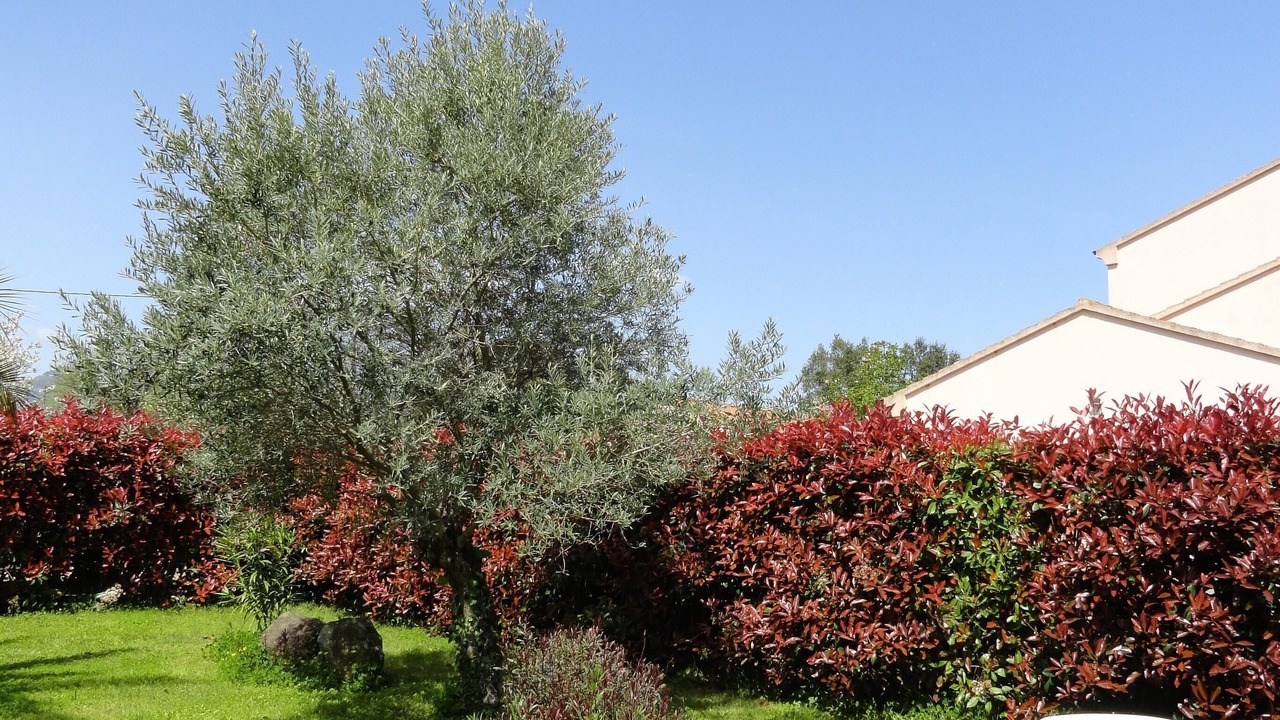 Photo of Outdoor in Querciolo