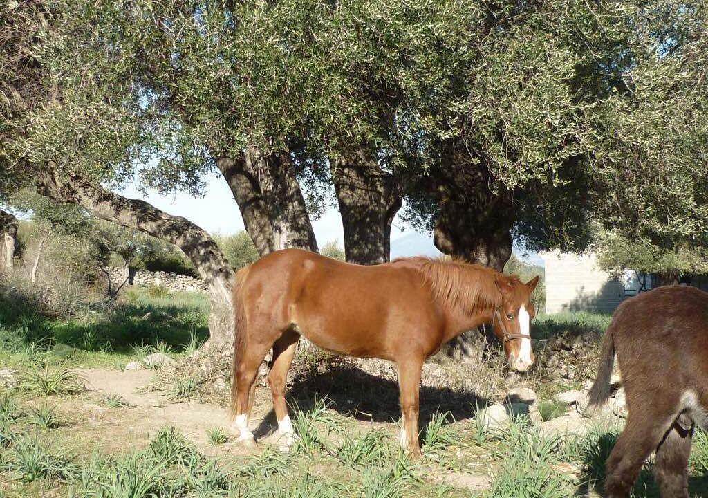 Photo of Outdoor in Saint-Florent