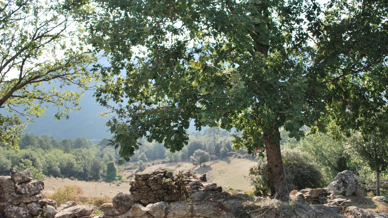 Photo of Outdoor in Venaco