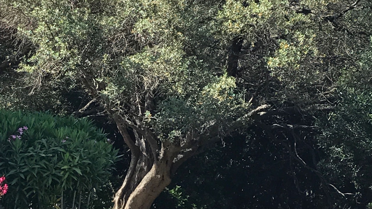 Photo of Outdoor in Brando