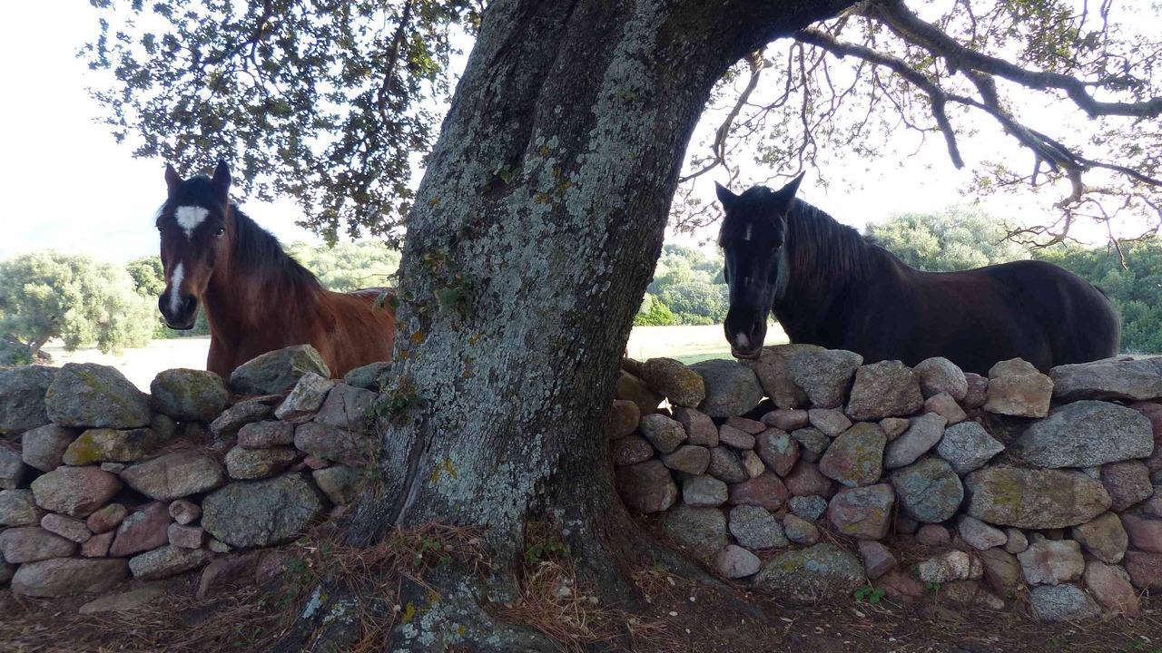 Photo of Outdoor in Porto Pollo