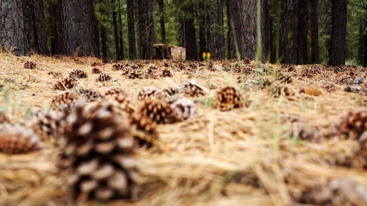 Photo of Others in Mammoth Creek