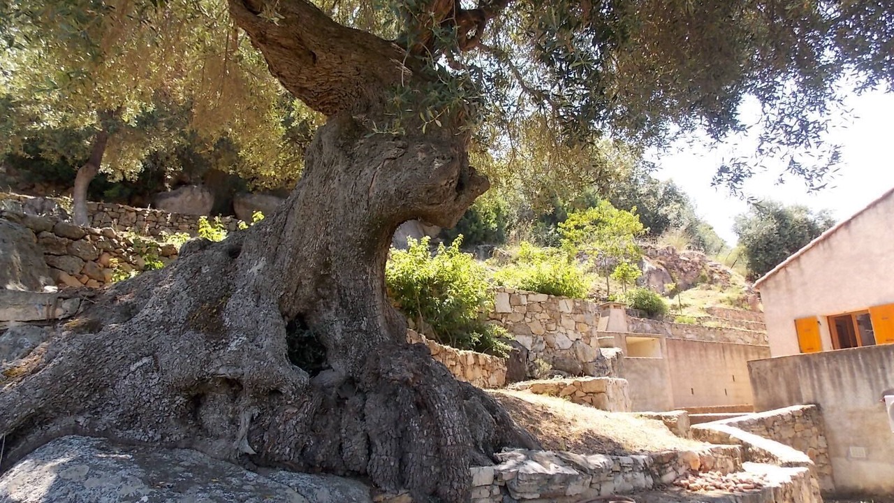 Photo of Outdoor in Santa-Reparata-di-Balagna