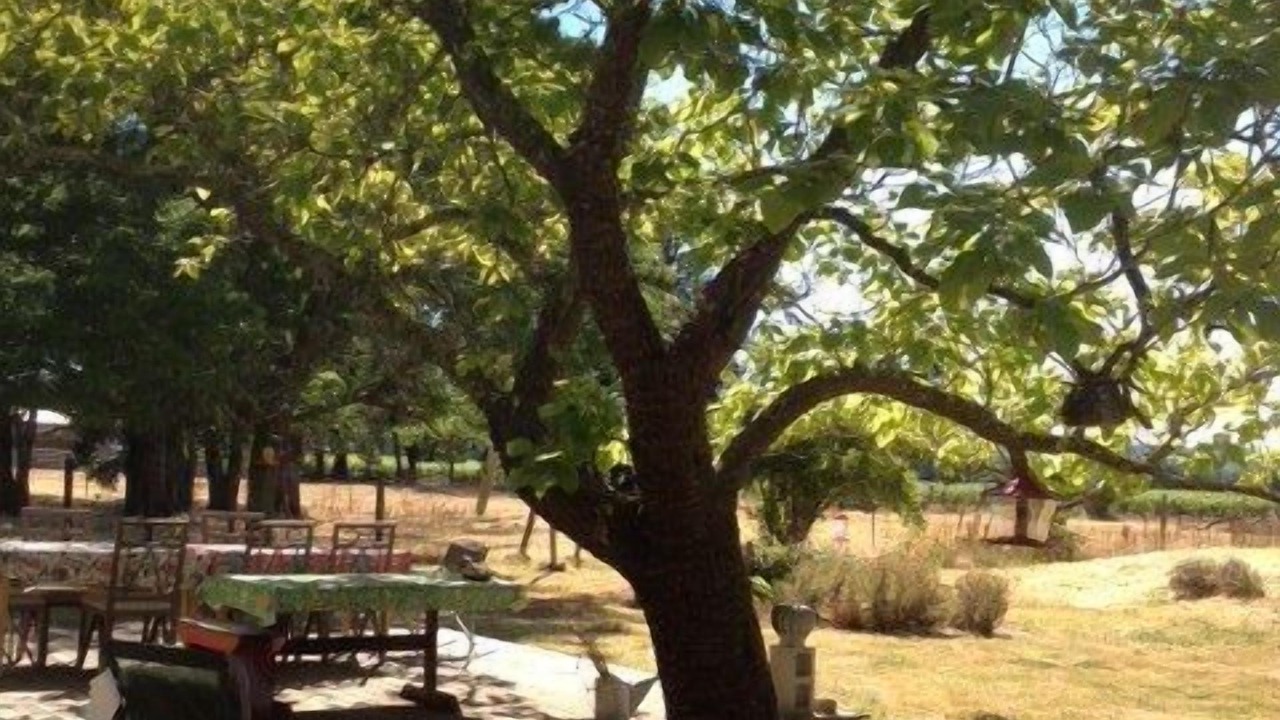 Photo of Others in Geyserville