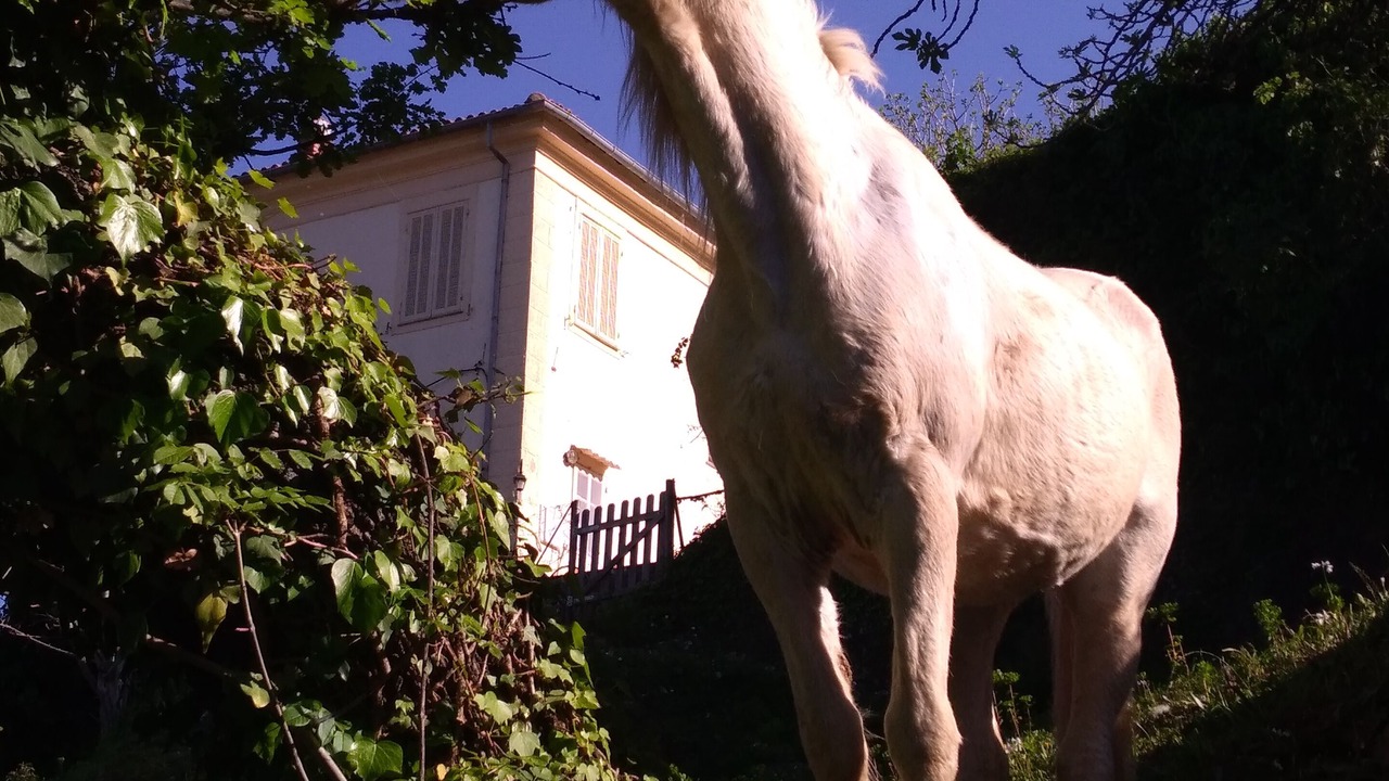 Photo of Outdoor in Santo-Pietro-di-Tenda