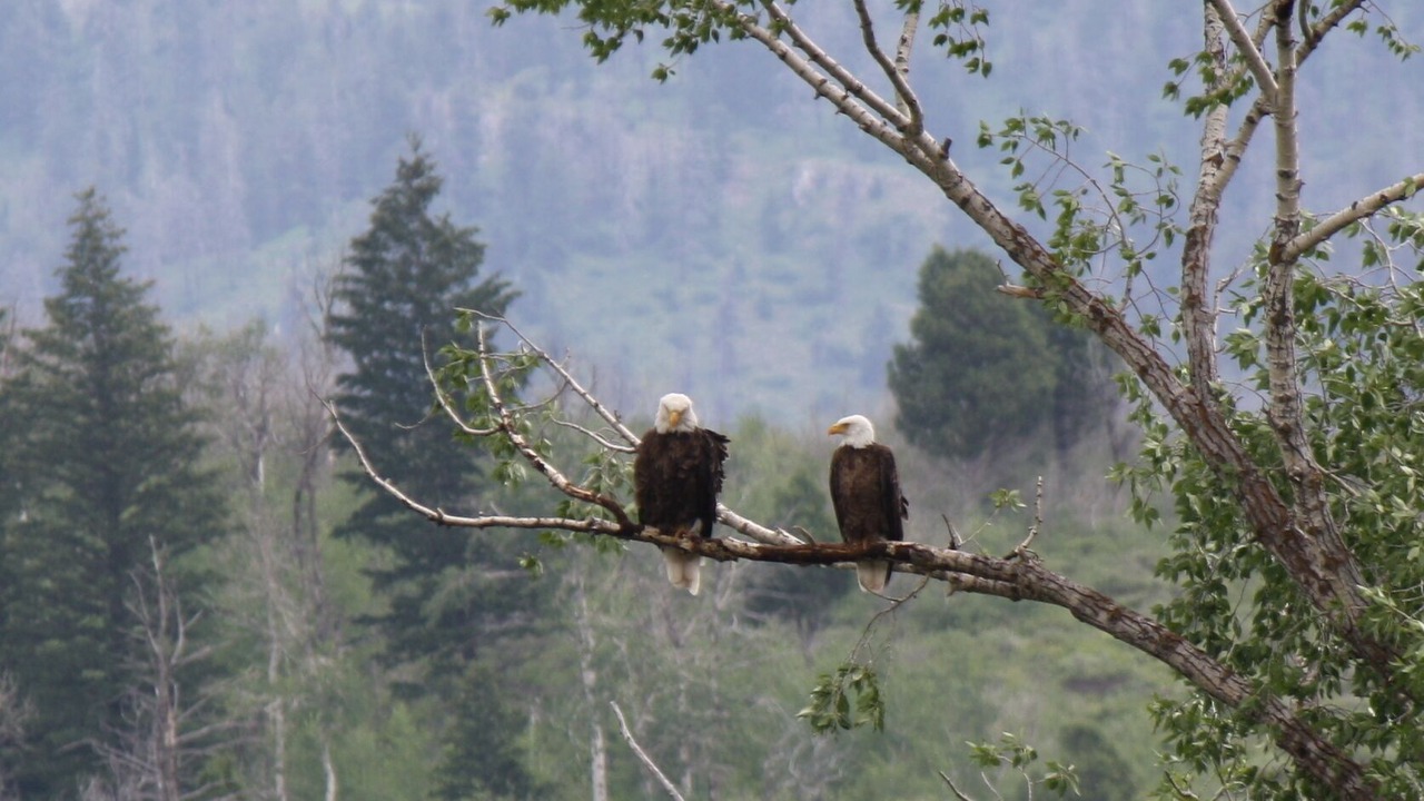 Photo of Others in Victor