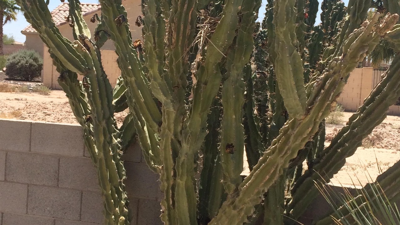 Photo of Others in Arizona City