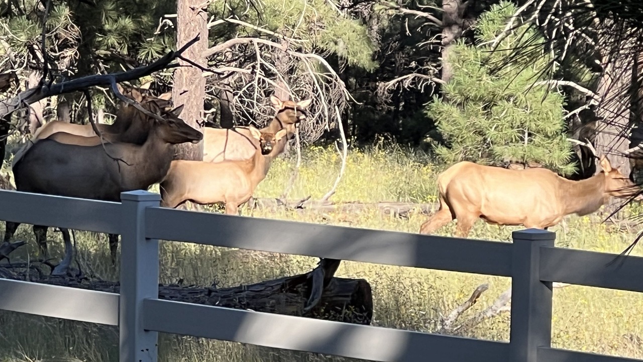 Photo of Outdoor in Flagstaff