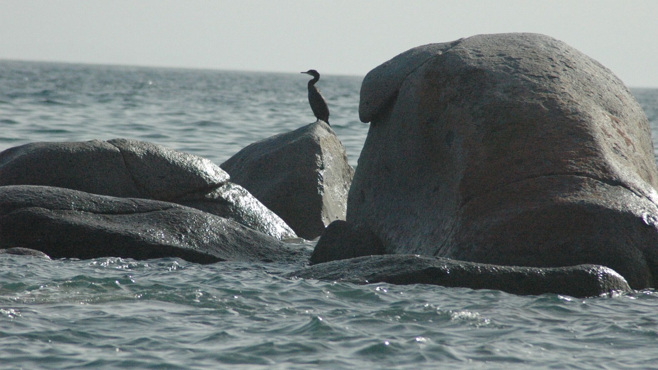 Photo of Others in Porto-Vecchio