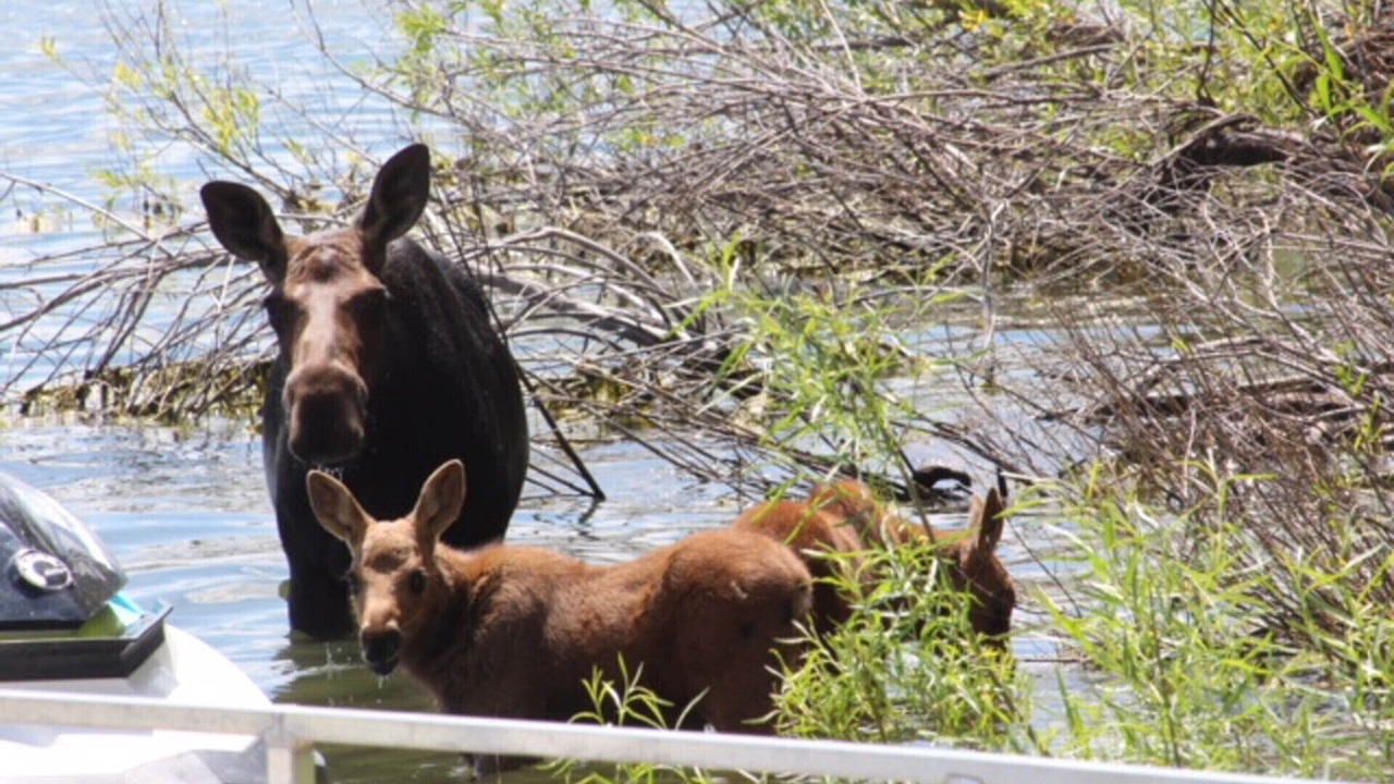 Photo of Others in Island Park