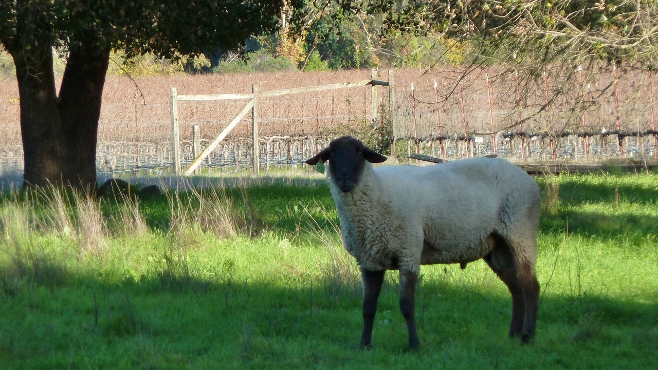Photo of Others in Boonville