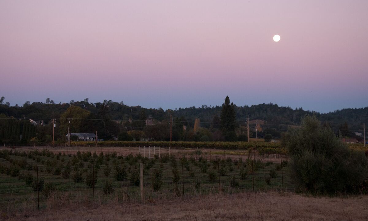 Photo of Others in Geyserville
