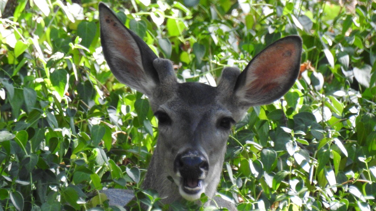 Photo of Outdoor in Payson