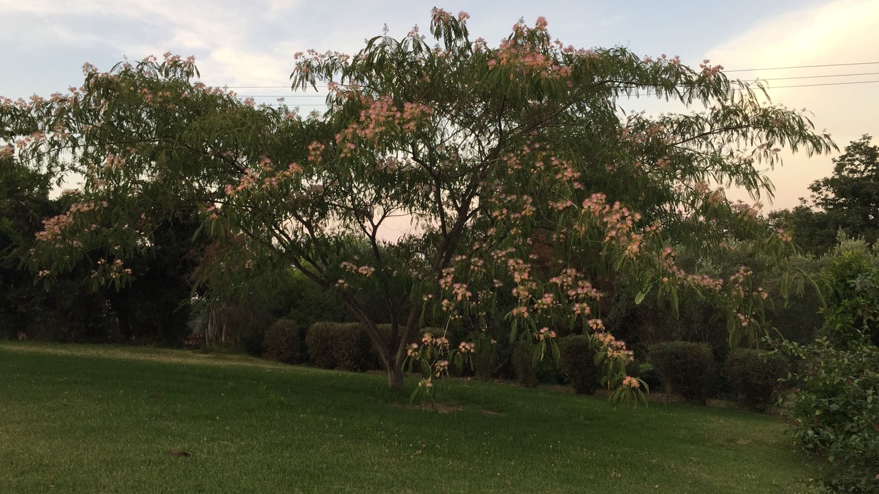 Photo of Outdoor in Prunete